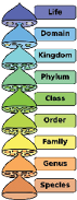 Hierarchy
