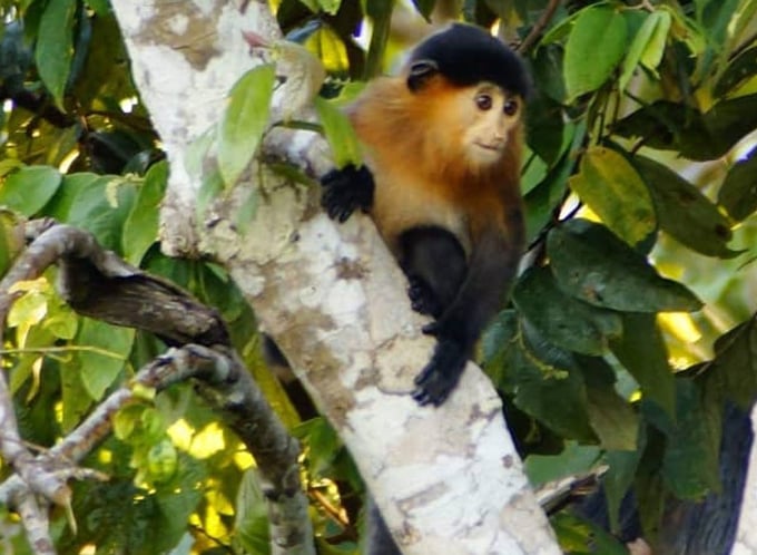 monkey