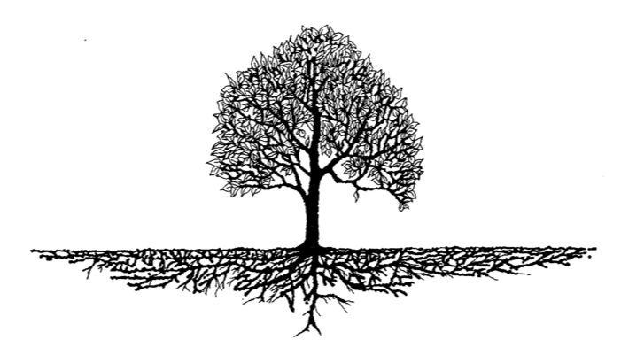 rootcrisis